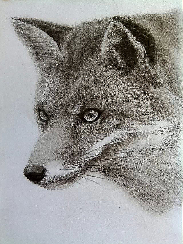 素描-狐狸02 炭笔