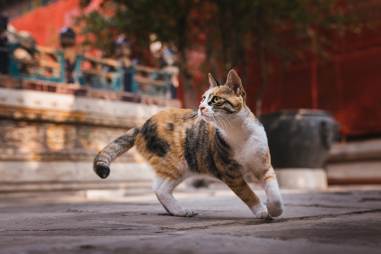 使用佳能EOS R5解锁更多猫咪姿势(图ZMjIyNDgxNTAw) - 宠物摄影 - 站酷设计师克查原创素材 - 站酷ZCOOL