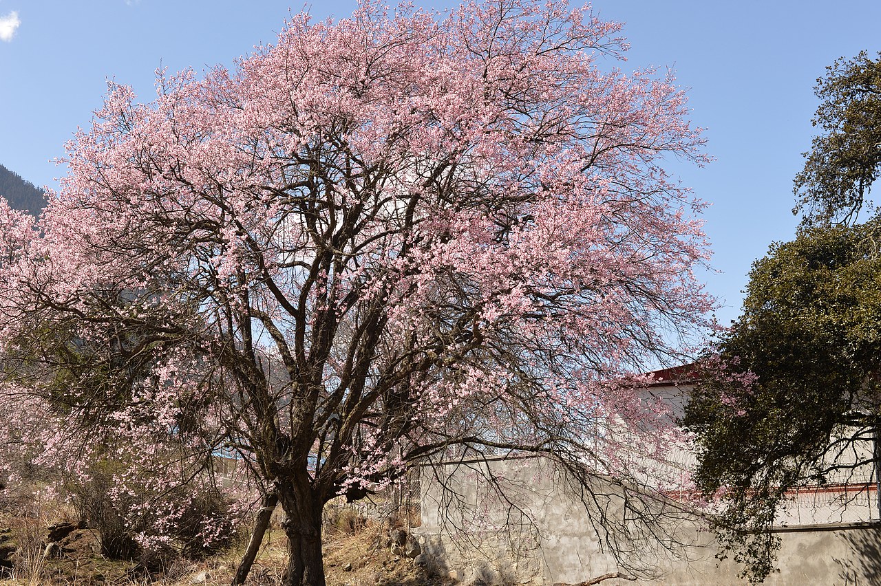 林芝的桃花🌸