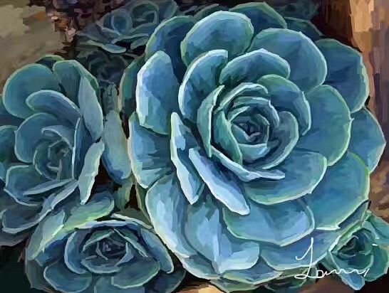 日常练习— 多肉