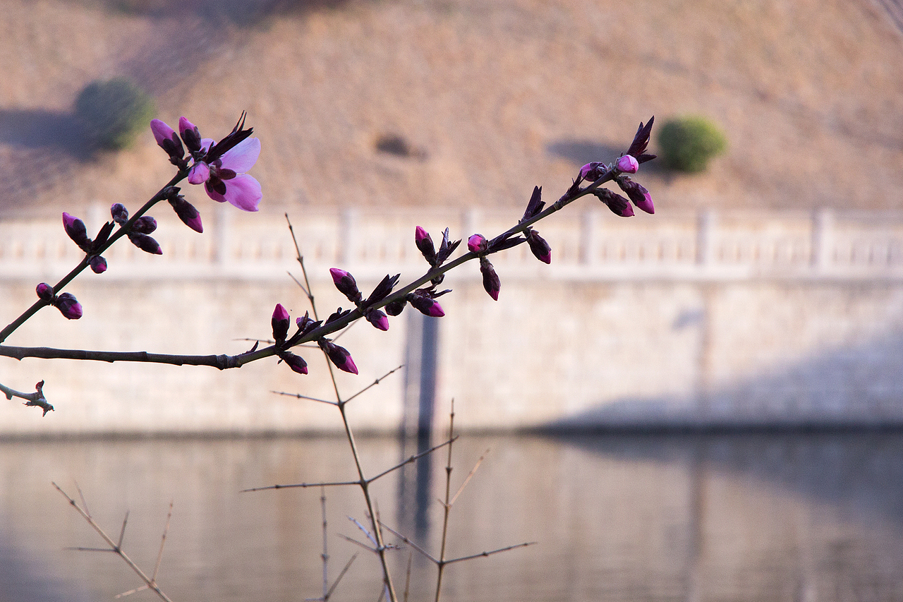 初春的花。等待的夏