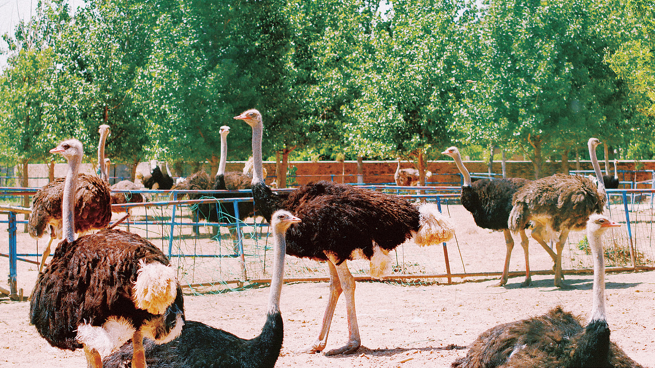 平凡摄影|鸵鸟