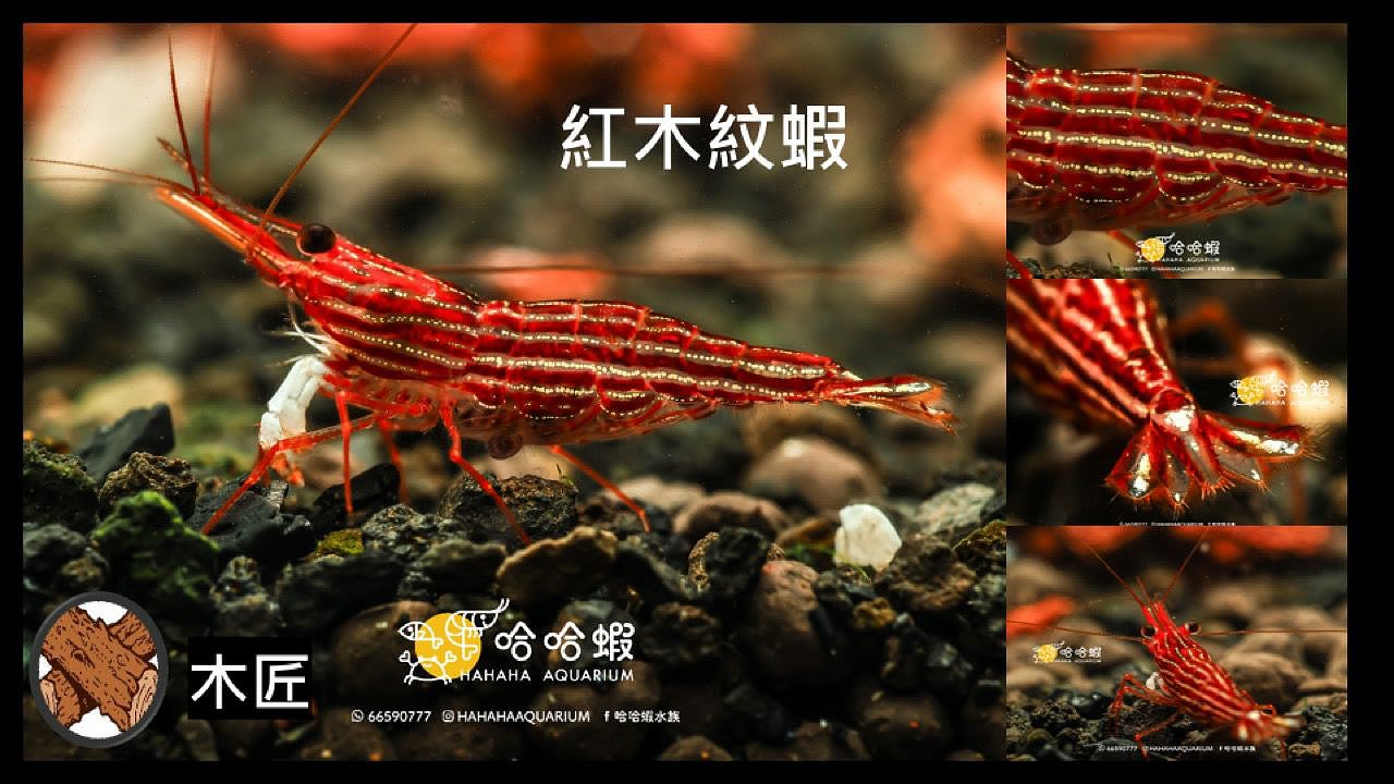 尋求長期合作的設計和插畫師,為我的水族店做品牌設計