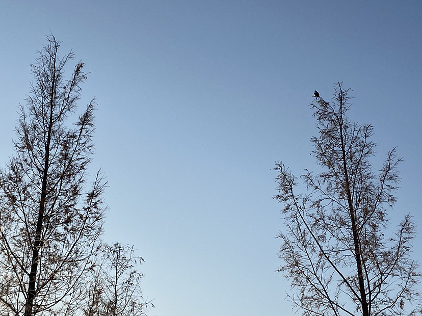 刘勇良手机纪实摄影:雪后阳光