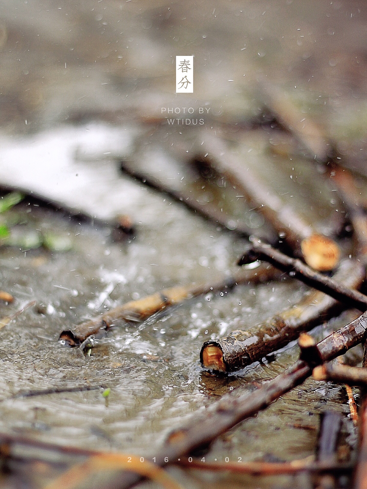 踏春“睬”花（图ZNDU5NDM3OTY=） - 风光摄影 - 站酷设计师Amoo阿毛原创素材 - 站酷ZCOOL