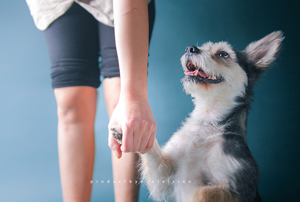 你很平凡，我也是个普通人。（图ZMjQyNzg1NzI=） - 宠物摄影 - 站酷设计师摄影师cat原创素材 - 站酷ZCOOL