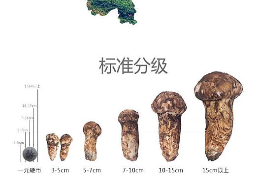 詳情頁面（個人主頁-ZNTM5MjA5Mjg=） - 電商 - 站酷設(shè)計師zl榮耀歸來原創(chuàng)素材 - 站酷ZCOOL
