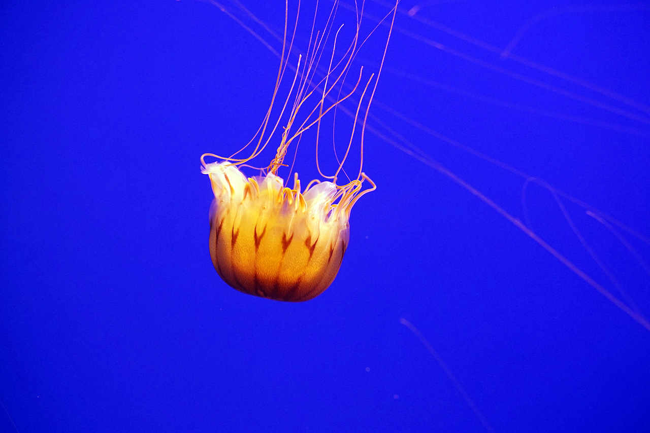 白色的还有彩色的~像星星一样~最漂亮的就是水母啦~不过水生动物还是
