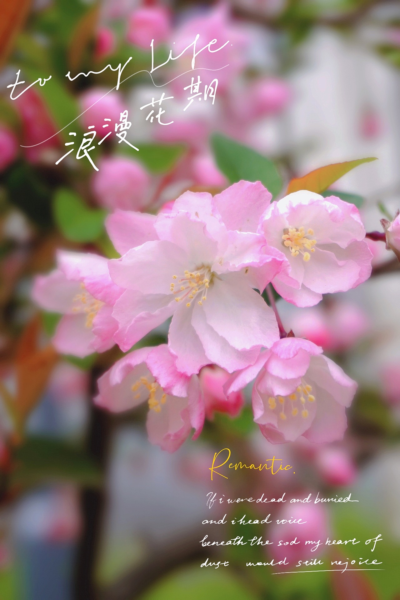 摄影（图ZMjkzNjI5NTYw） - 风光摄影 - 站酷设计师jenny_sunsun原创素材 - 站酷ZCOOL