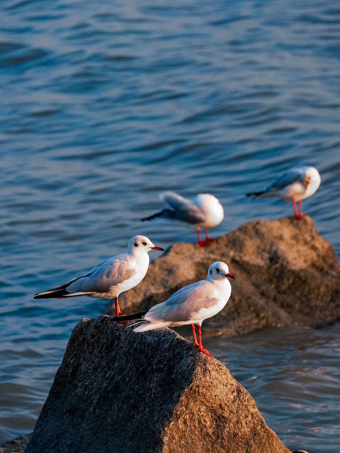 深圳湾西伯利亚的候鸟（图ZMzM0MjI0Njky） - 人文/纪实摄影 - 站酷设计师放羊的阿鑫原创素材 - 站酷ZCOOL