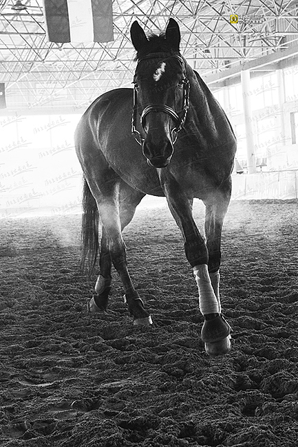 马|摄影|宠物摄影|naturephoto_原创作品-站酷zcool