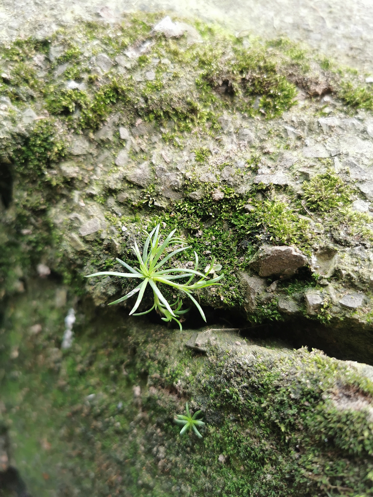 行走的趣图,手机拍摄