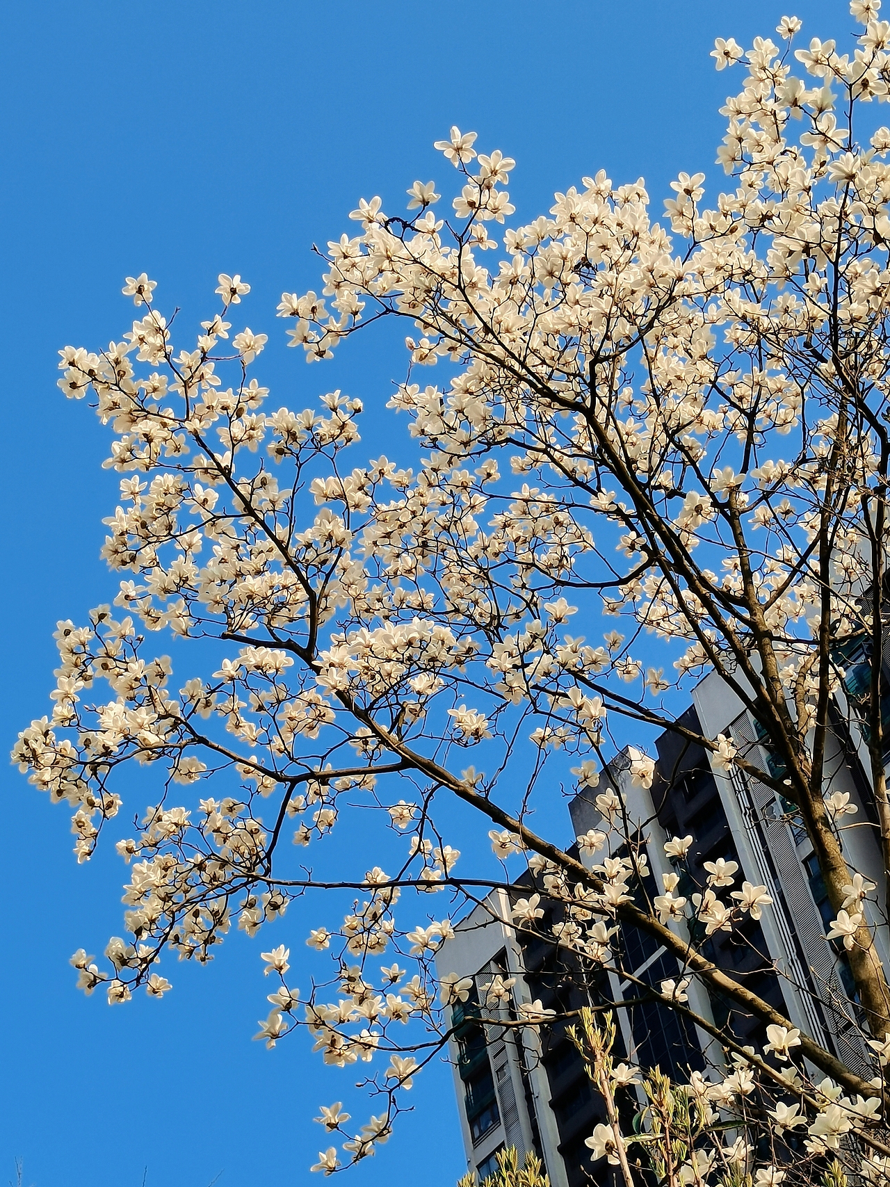 春日（图ZMjk0NjI3OTg4） - 风光摄影 - 站酷设计师lmt小青豆原创素材 - 站酷ZCOOL