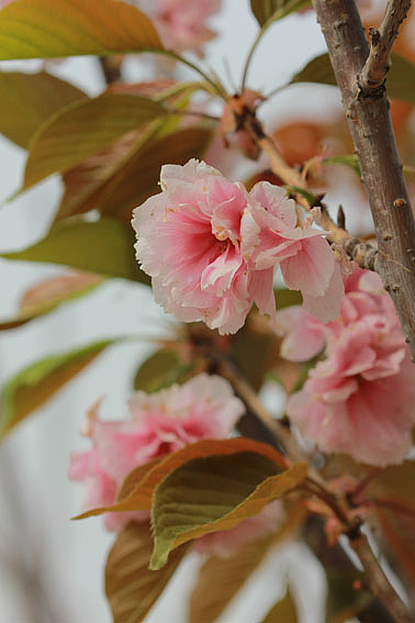 【摄影】那些它－猫－蝶－花（图ZNTkwNDY3Mg==） - 风光摄影 - 站酷设计师naza原创素材 - 站酷ZCOOL