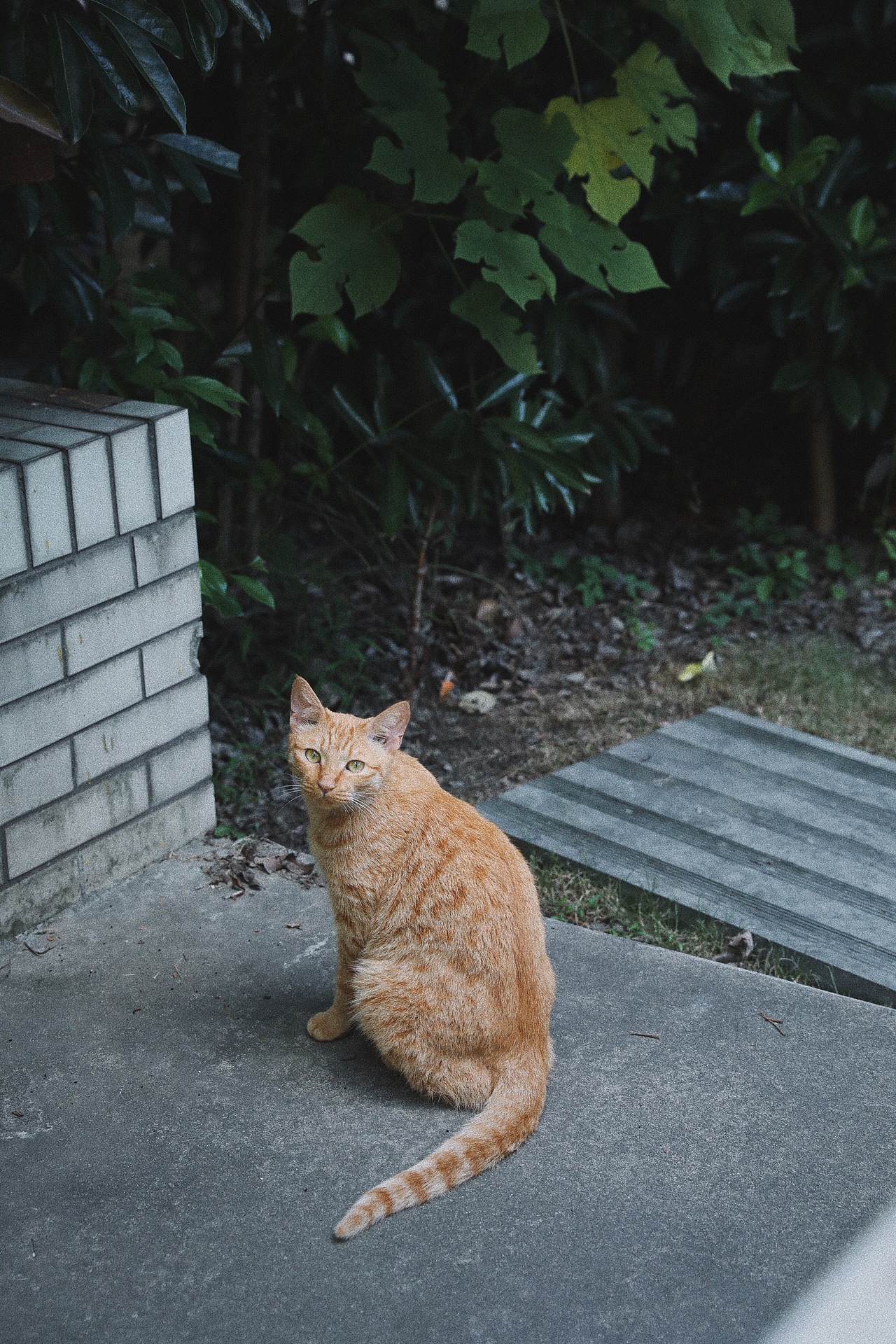小区的猫（图ZMTI5MjkxNTY0） - 宠物摄影 - 站酷设计师暁花阿原创素材 - 站酷ZCOOL