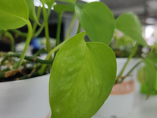 春  绿叶