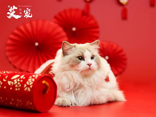 宠物猫咪摄影-布偶
