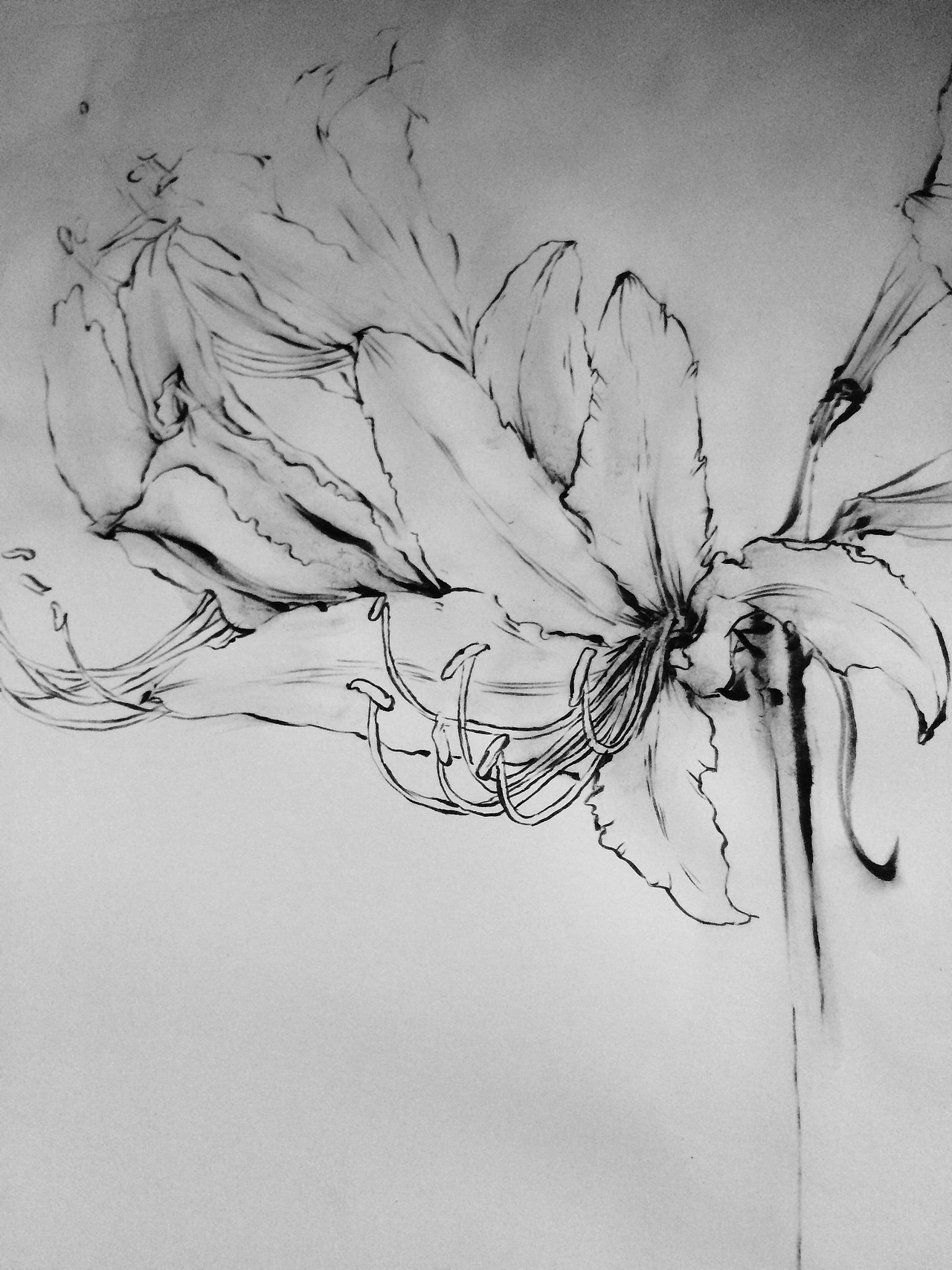 花卉植物动物线条水墨画