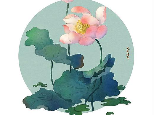 荷花插画习作