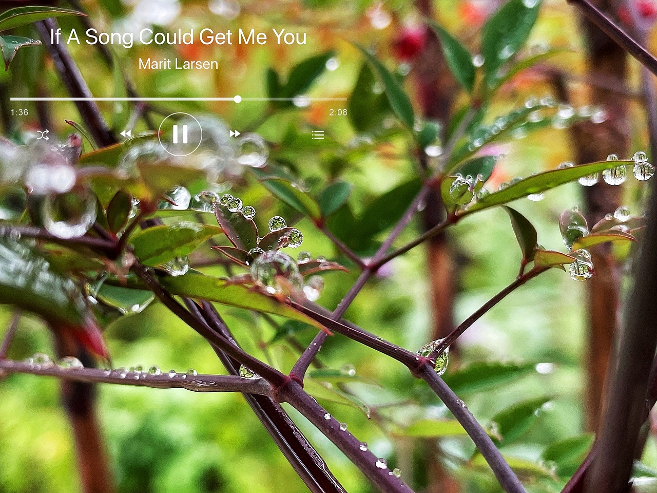 摄影作品4-花草/雨露