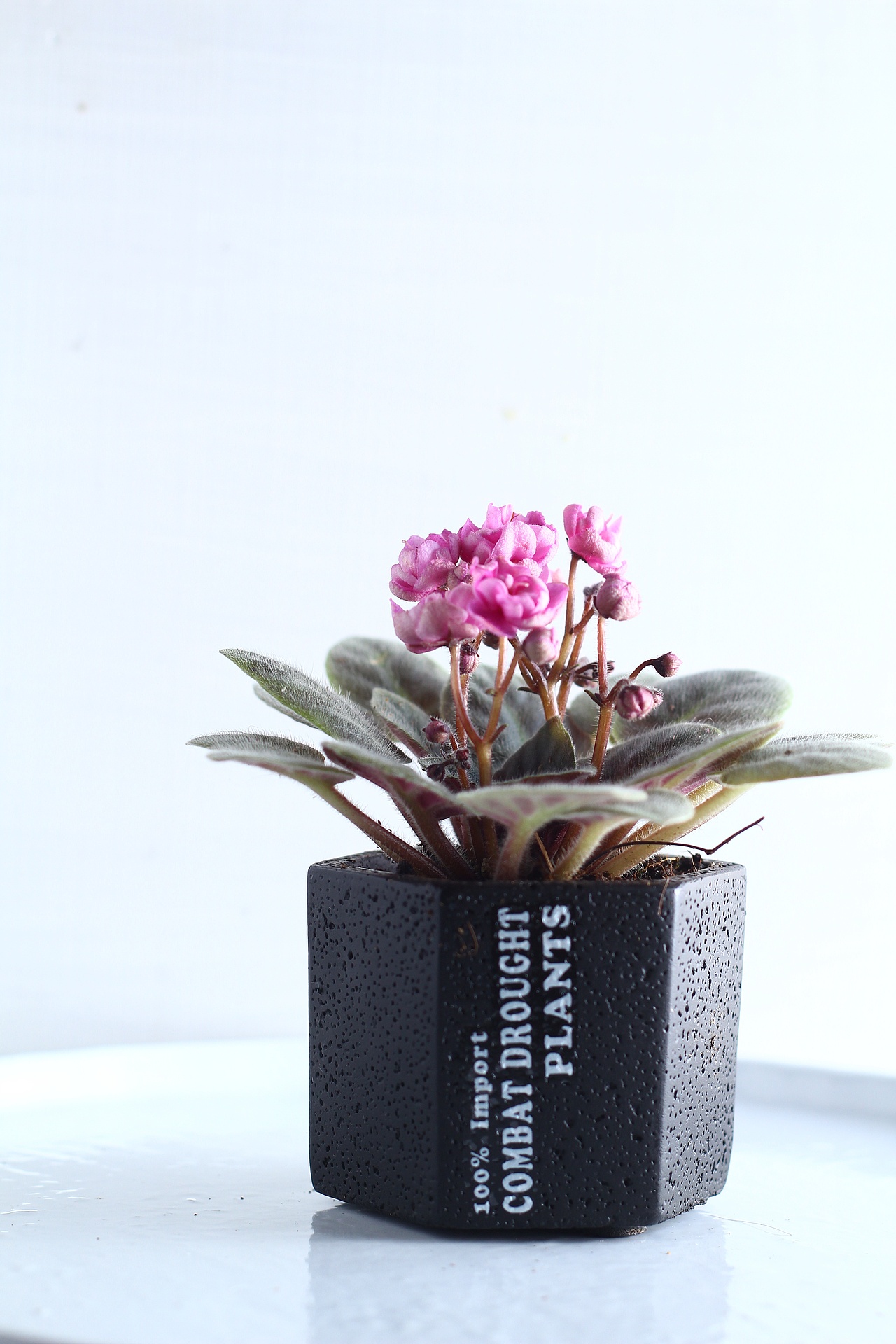 重瓣紫罗兰 黑色英文水泥盆 盆栽 | 绿植摄影