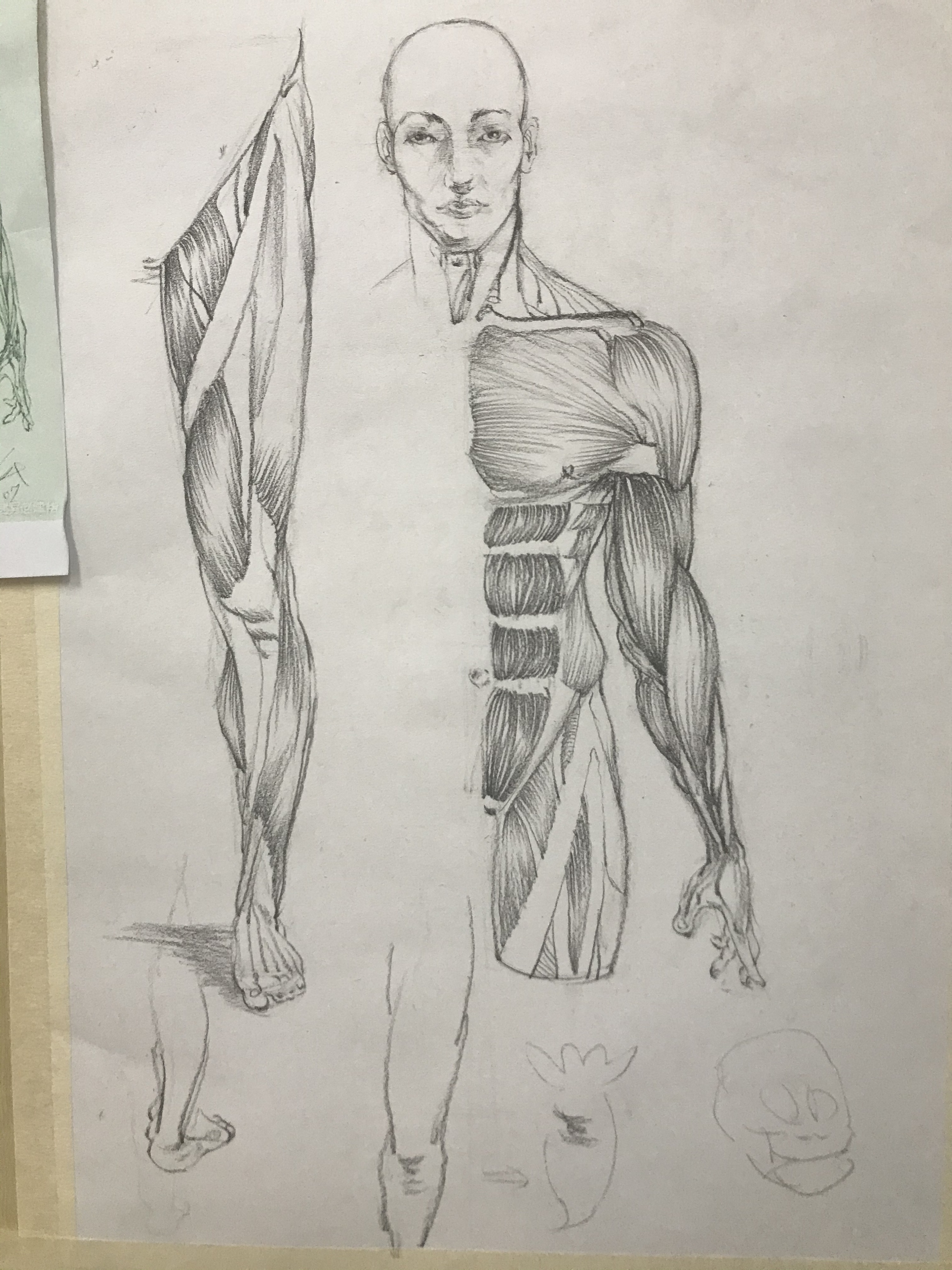 人体肌肉结构图练习