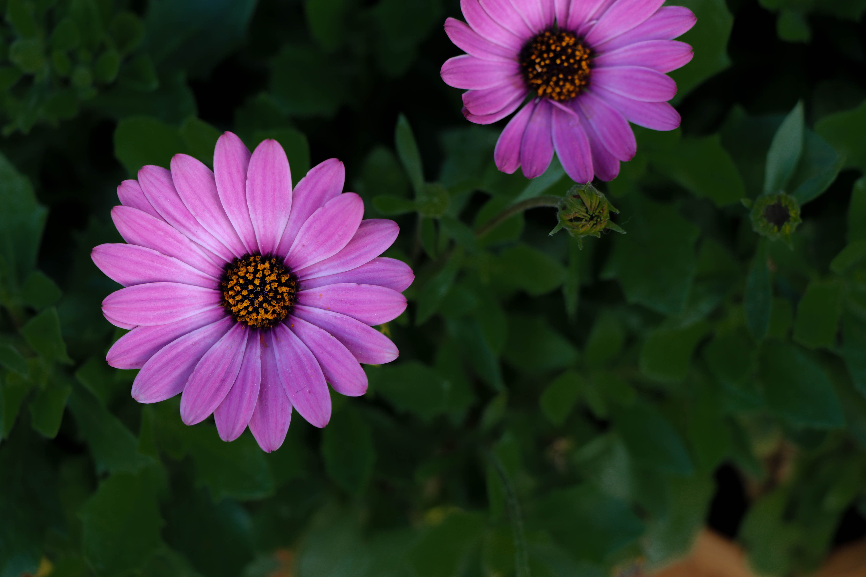 印象《丽江花卉》|摄影|风光摄影|风雪银城 - 原创作品 - 站酷 (zcool