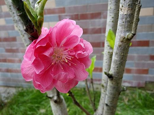 花草（個(gè)人主頁-ZMzE5NDYwMzY=） - 產(chǎn)品攝影 - 站酷設(shè)計(jì)師影子314原創(chuàng)素材 - 站酷ZCOOL