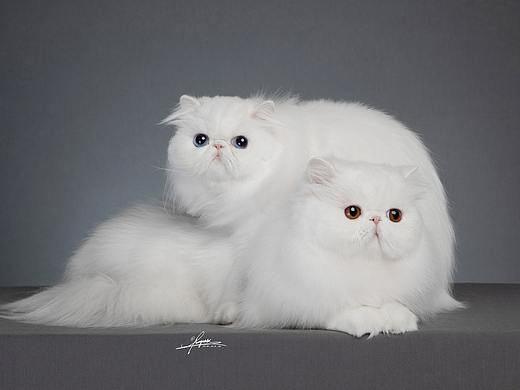 波斯猫