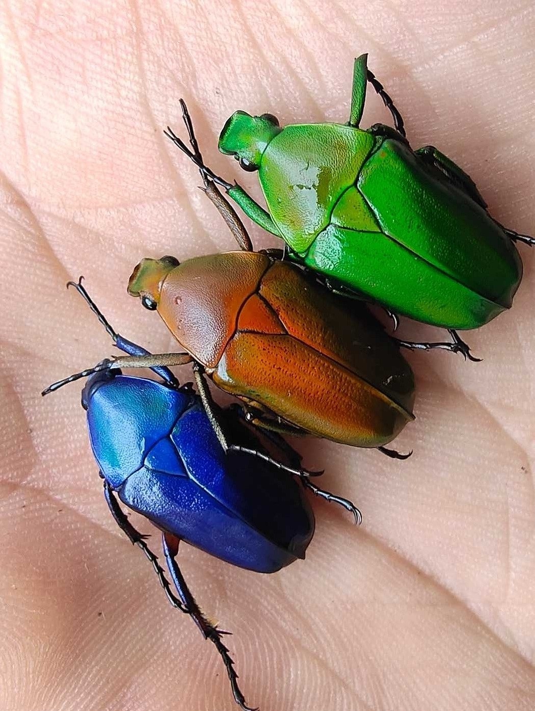 乌干达七彩金龟子