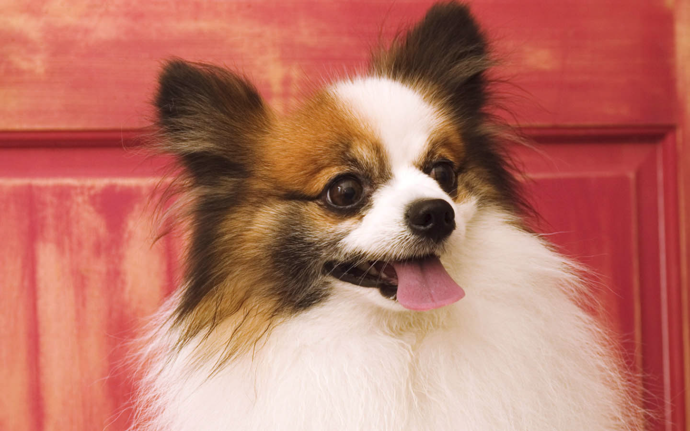 【ps抠图系列14】可爱的狗狗 - 设计文章 - 站酷(zcool)