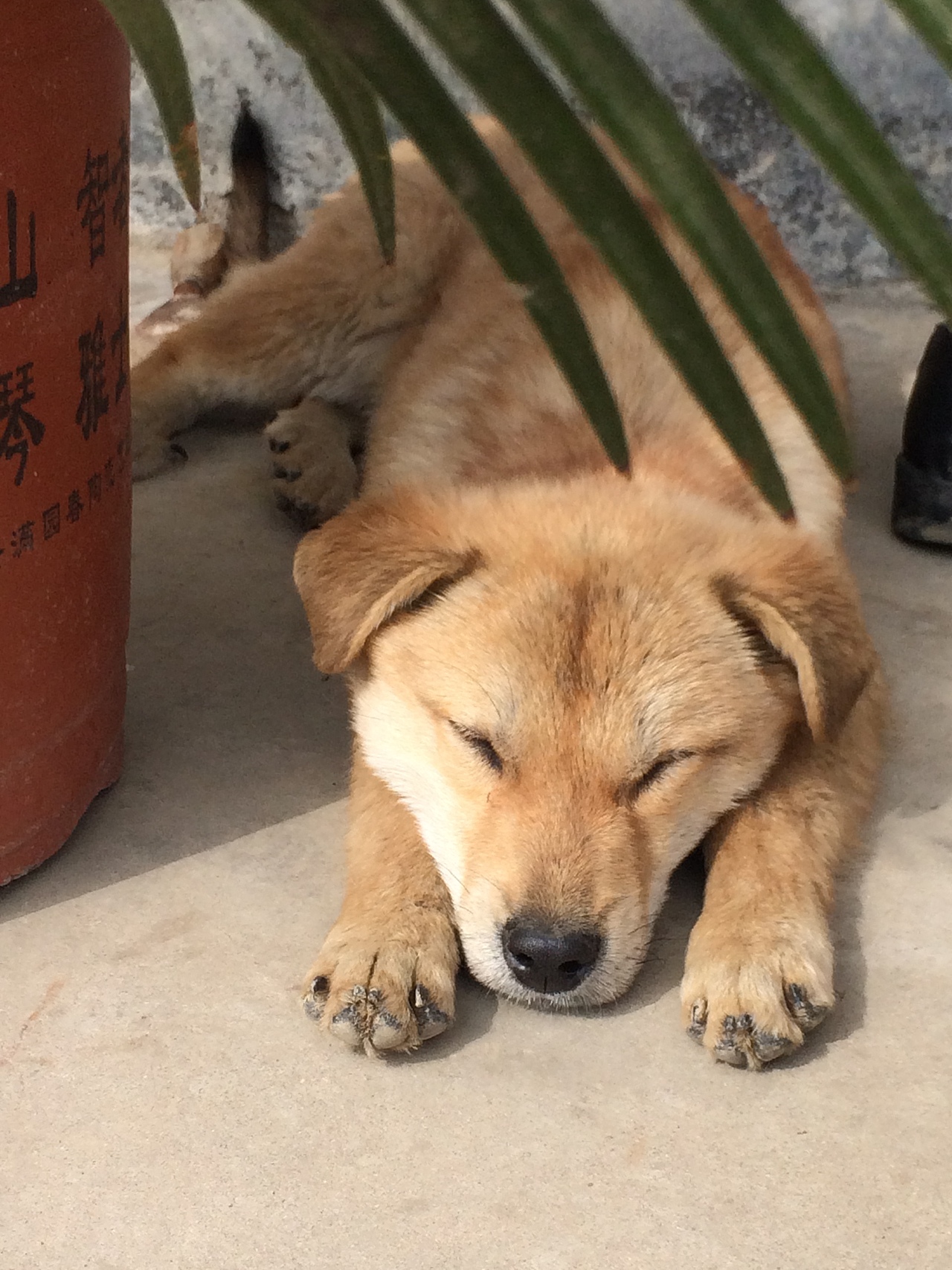 我的家乡,我的春节