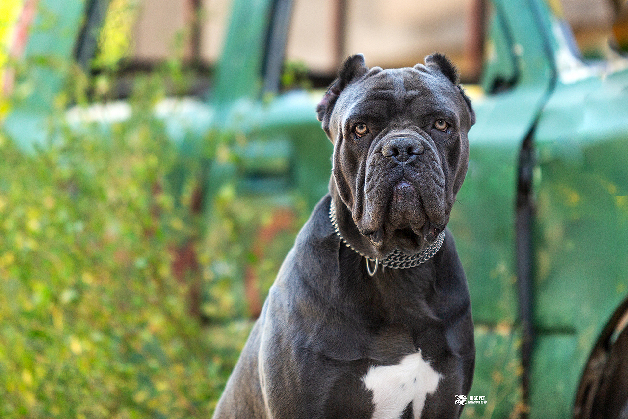 宠物摄影|卡斯罗