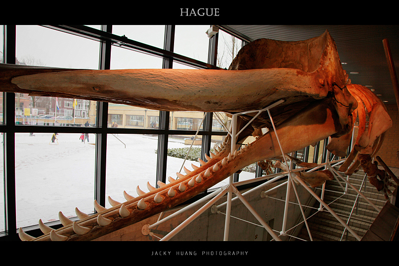 一头抹香鲸的骨架