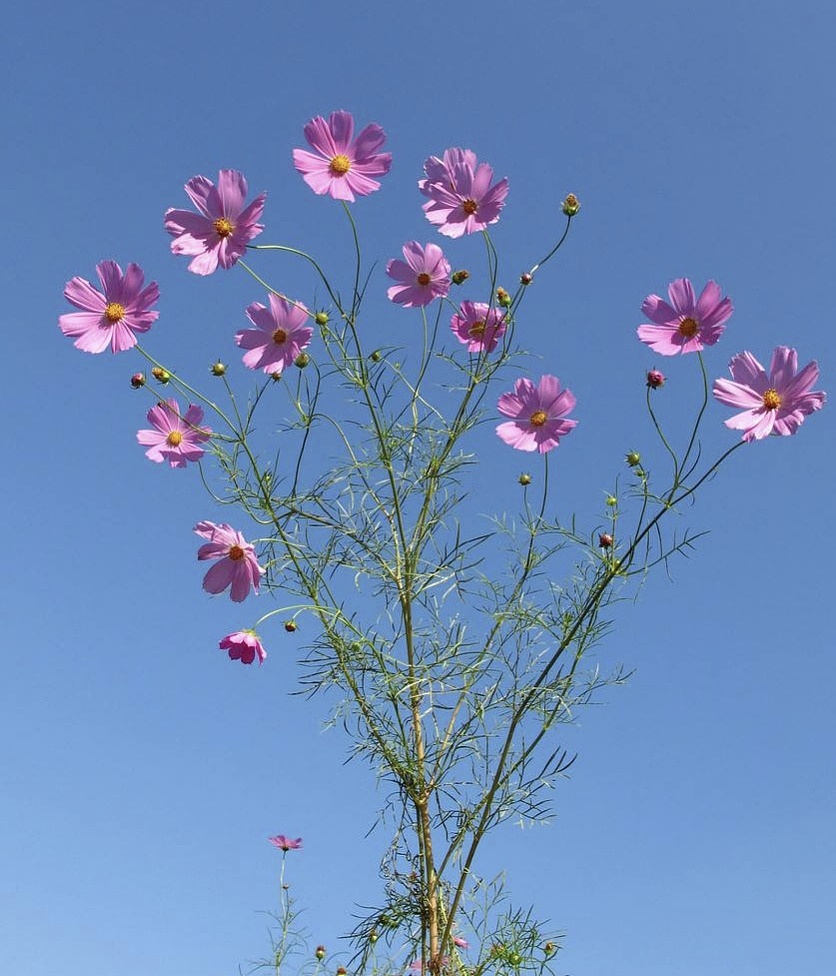 花和天空在一起