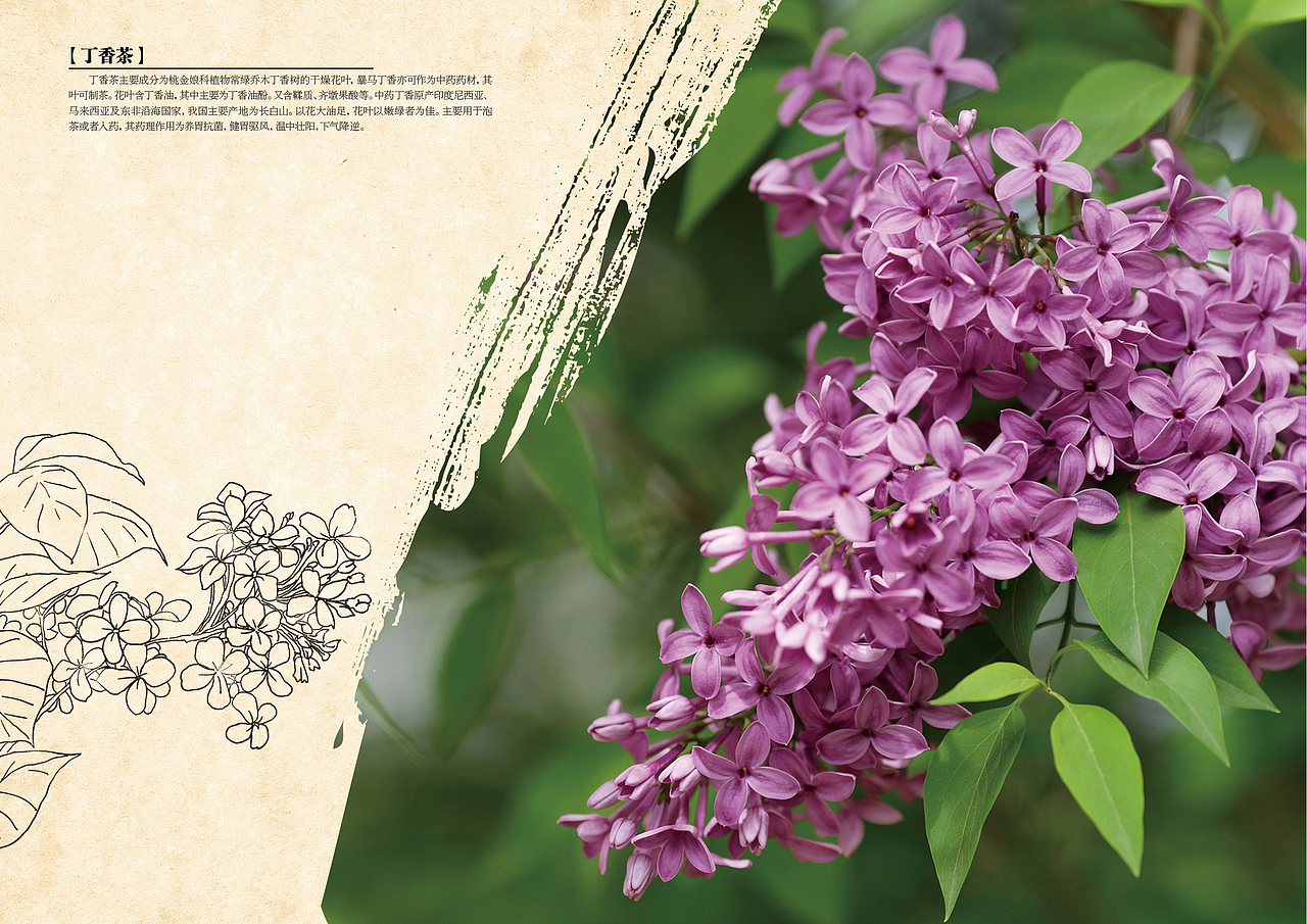 毕业设计-三江水企业宣传册