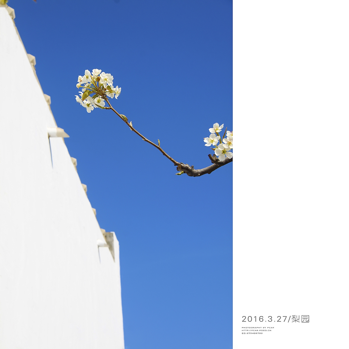 2016.3.27/梨园（图ZNDUzNTU4MDQ=） - 风光摄影 - 站酷设计师pear1103原创素材 - 站酷ZCOOL