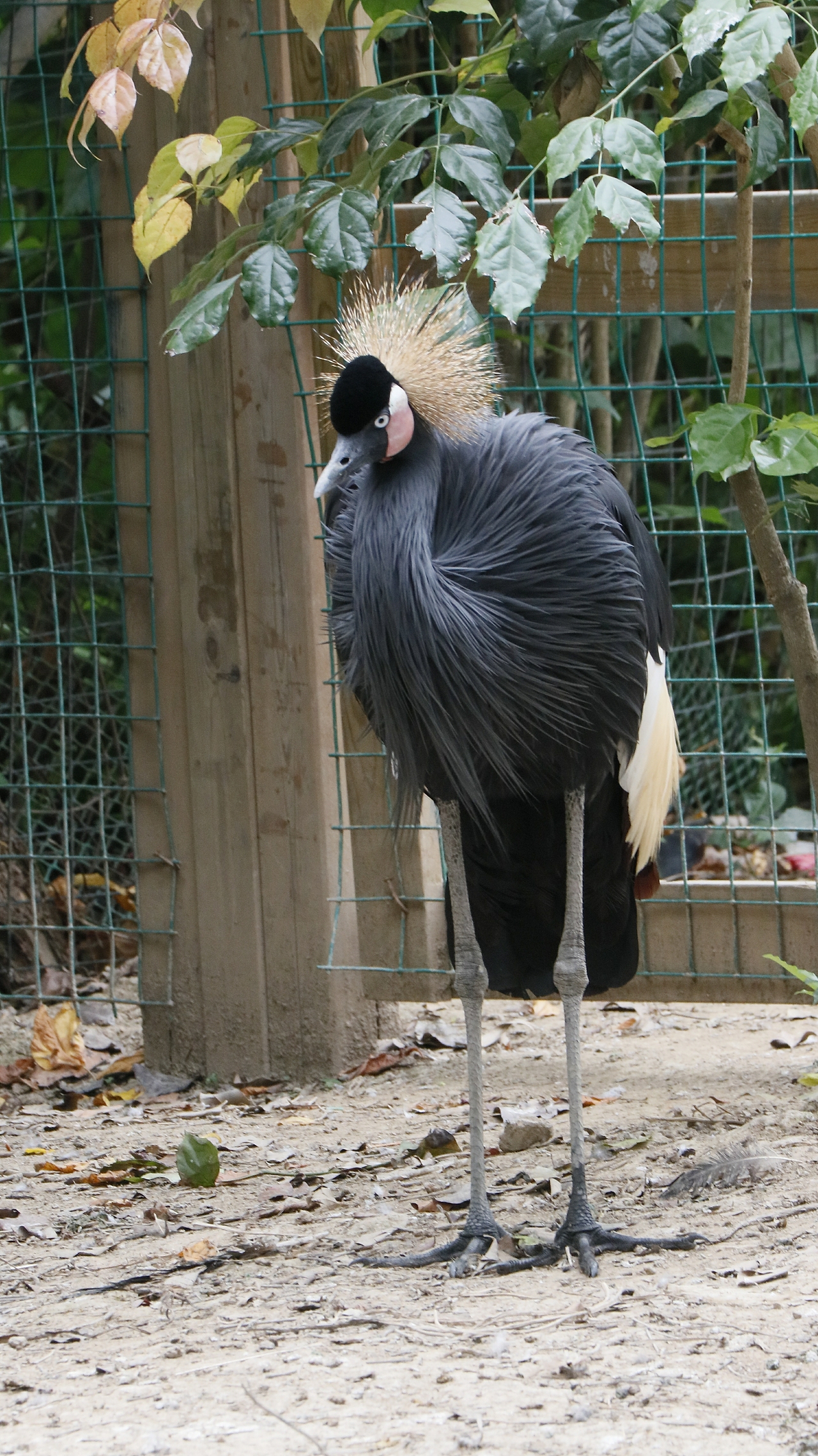 长隆飞鸟乐园-动物趣闻（图ZMjQ5NTU5NTA4） - 其他摄影 - 站酷设计师飞天猪猫原创素材 - 站酷ZCOOL