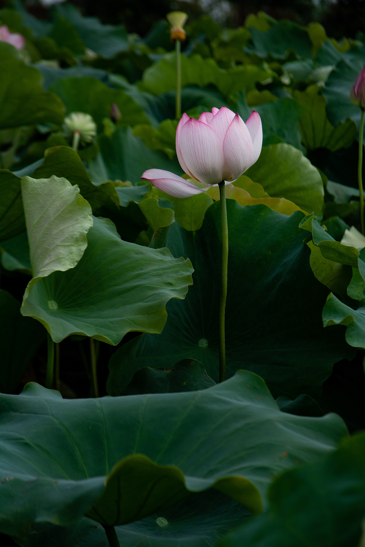 江南可采莲莲叶何田田