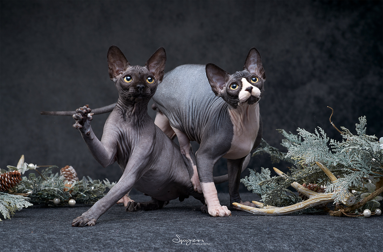 斯芬克斯无毛猫|摄影|宠物摄影|spyzoo_原创作品-站酷zcool