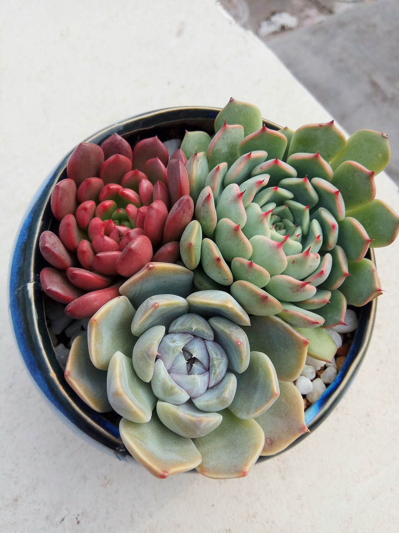 顺时针: 红宝石,粉爪,雪兔!相亲相爱的姐弟