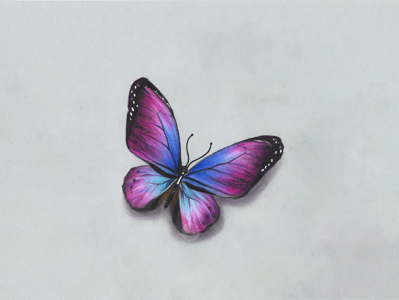 彩铅——写实蝴蝶绘画步骤