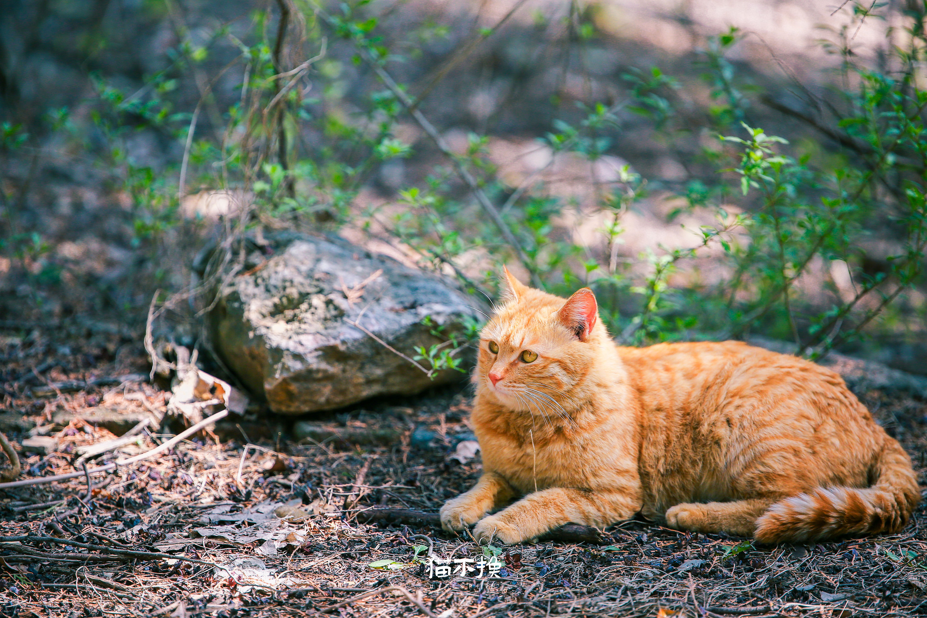 美洲山猫 库存图片. 图片 包括有 橙色, 食肉动物, 一个, 纵向, 美洲狮, 猎人, 视图, 野生生物 - 56956259