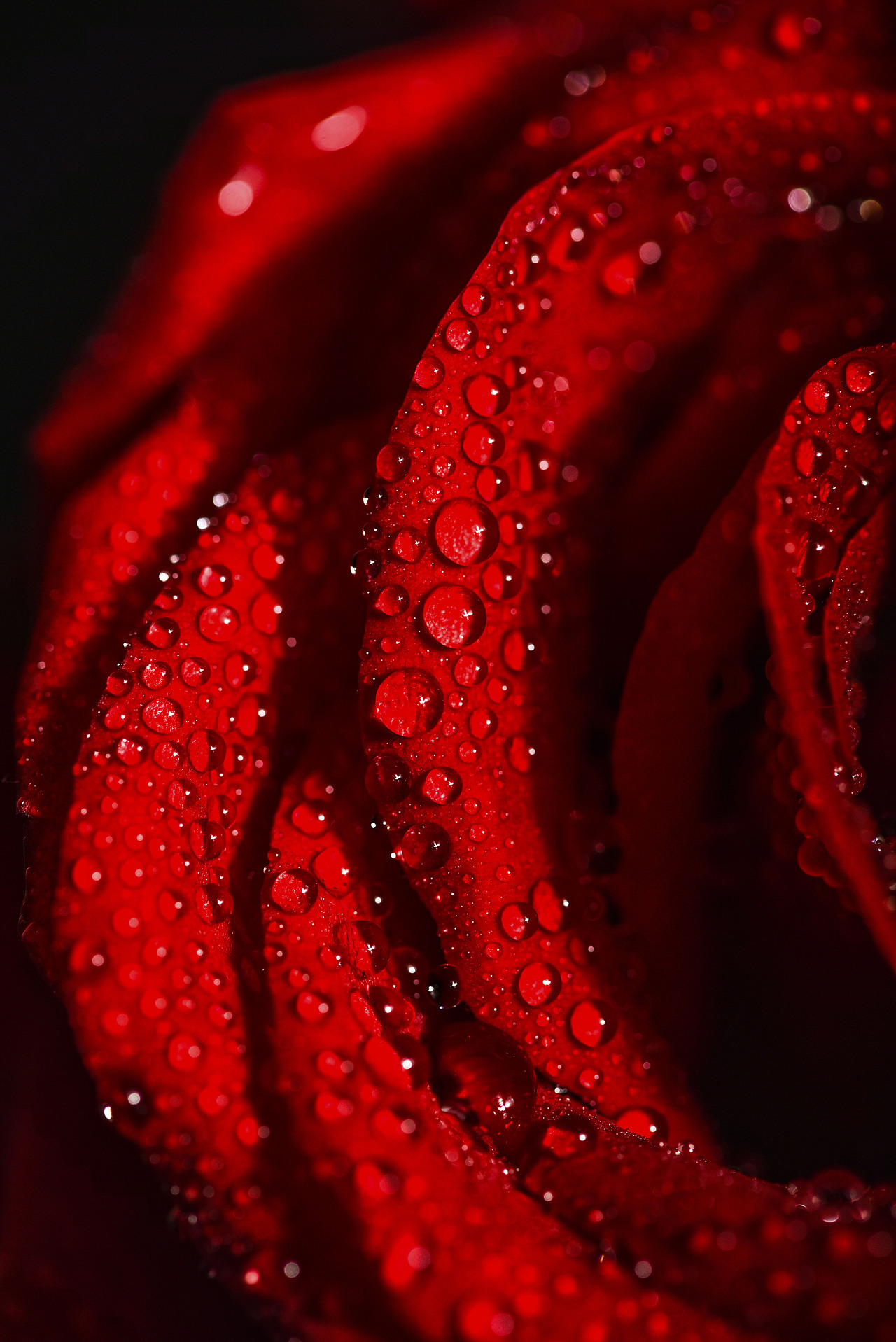 花卉红玫瑰拍摄