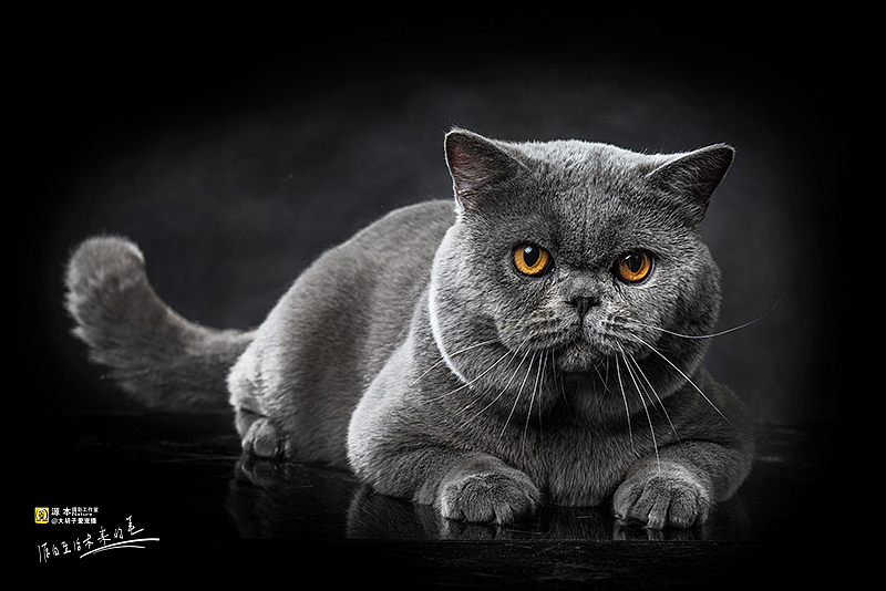 可以叫他 “墩墩”（图ZMjg2MTU5NzI=） - 宠物摄影 - 站酷设计师naturephoto原创素材 - 站酷ZCOOL