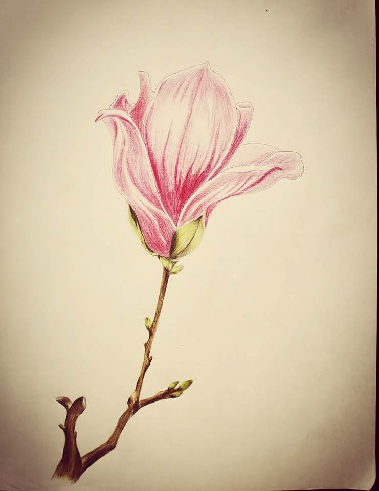 彩铅花卉练习|插画|创作习作|雨缳66 - 原创作品 - 站酷 (zcool)