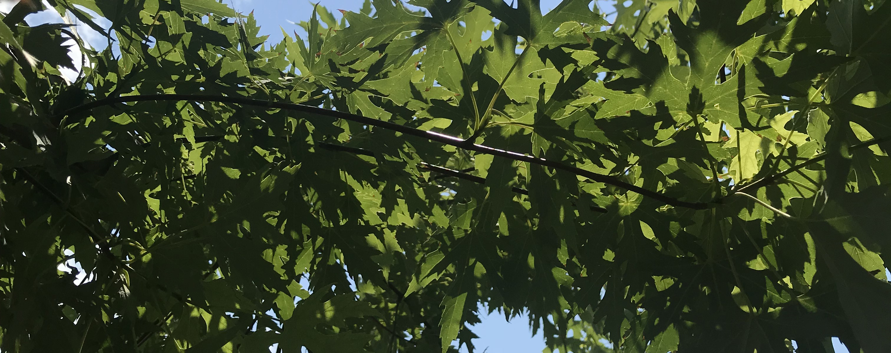 奔跑的一颗姜的个人主页（封面预览） - 主页封面设置 - 站酷设计师奔跑的一颗姜原创素材 - 站酷ZCOOL