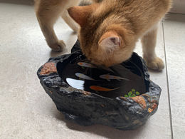 饞死貓