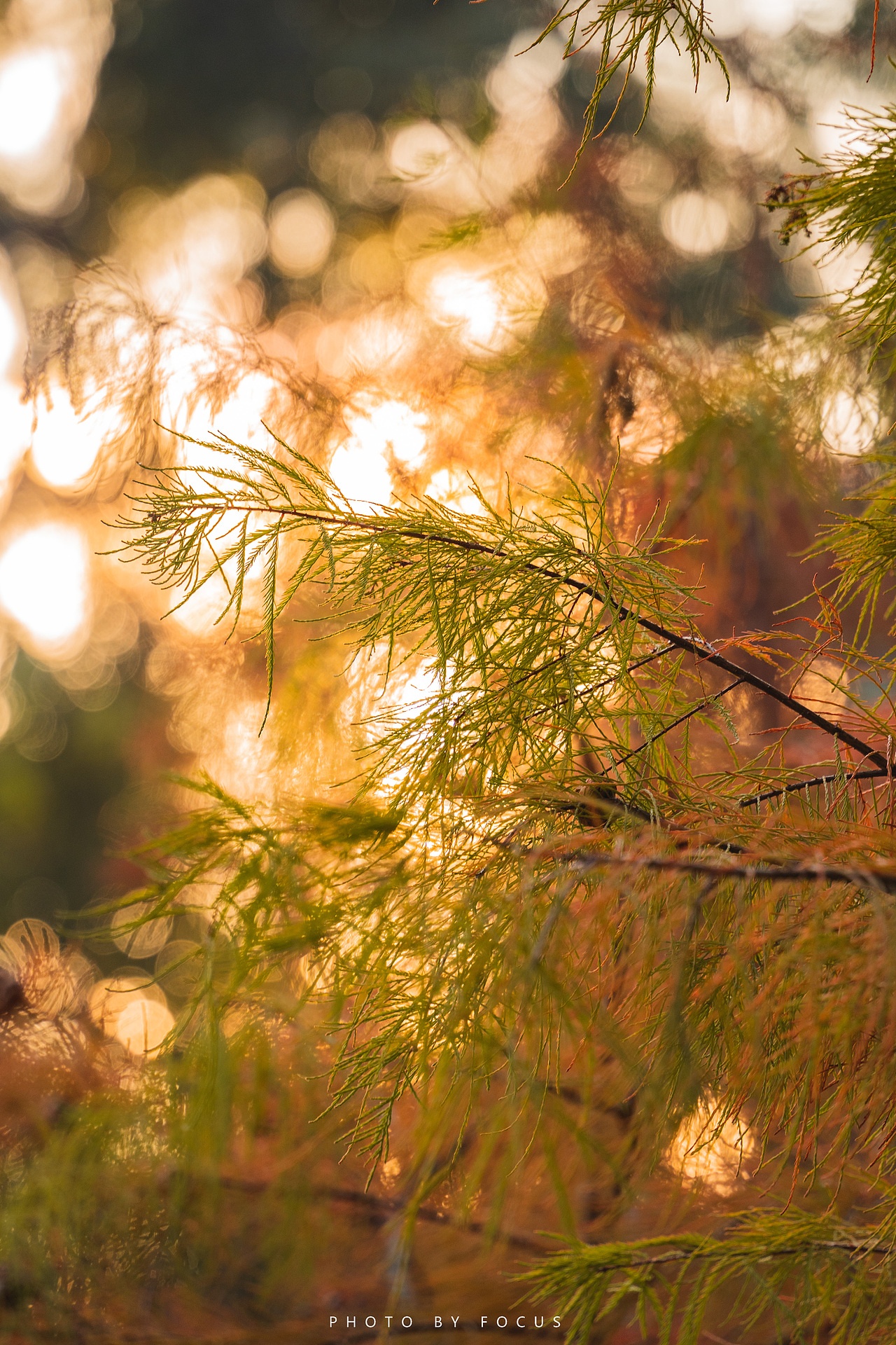 在人间收集黄昏 |落羽杉（图ZMzI3MzY3OTgw） - 风光摄影 - 站酷设计师霍克斯Focus原创素材 - 站酷ZCOOL