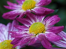 深圳菊花展摄影